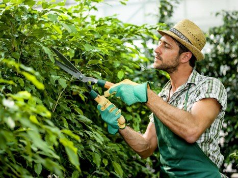 Healthy trees maintained by expert tree surgeons in Haringey